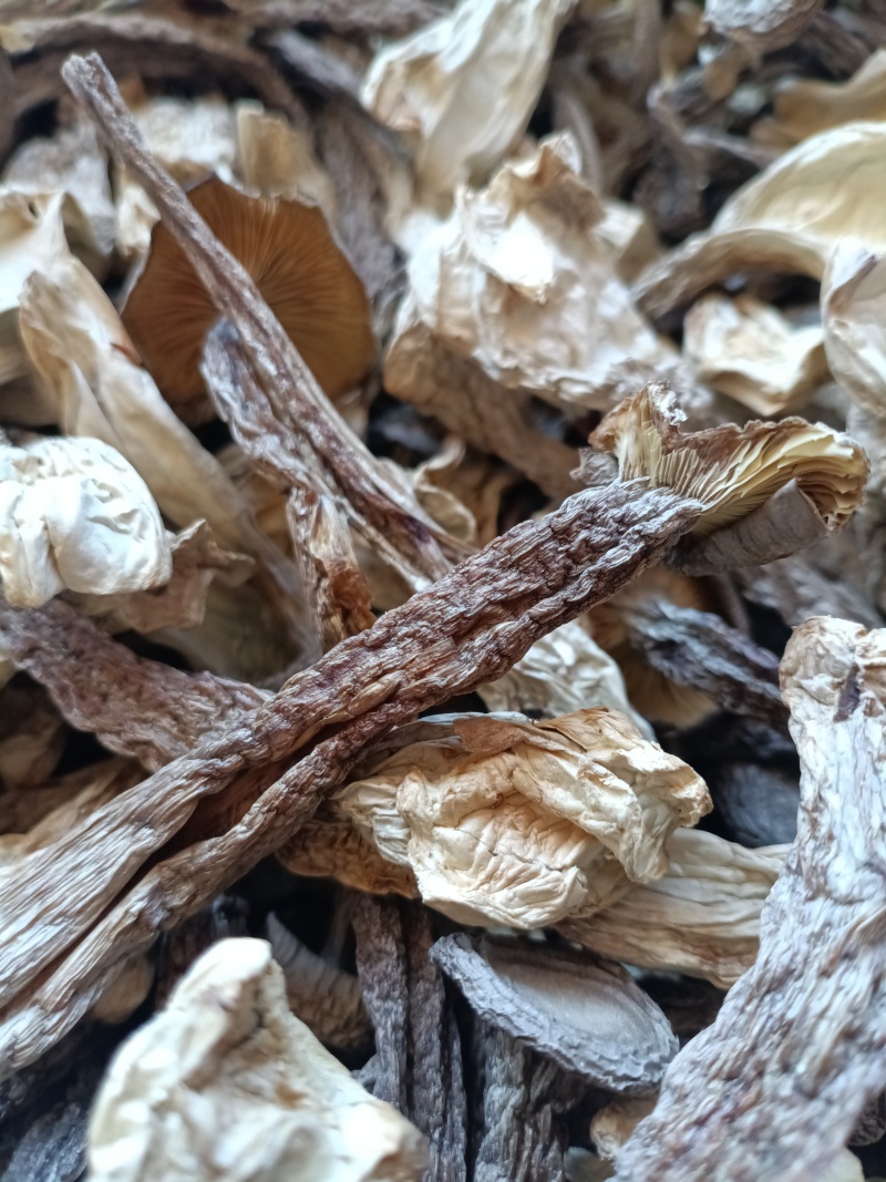 鹿茸菇/精选好货/批发兼零售，量大可商议，全国包邮