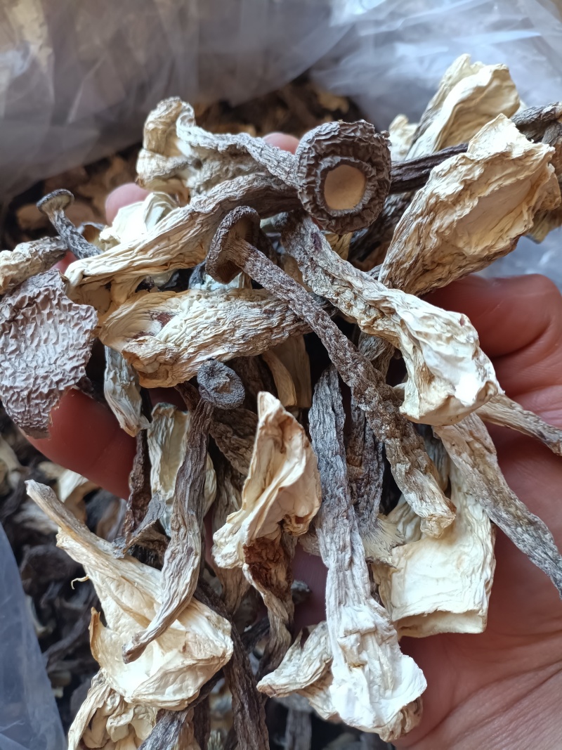 鹿茸菇/精选好货/批发兼零售，量大可商议，全国包邮