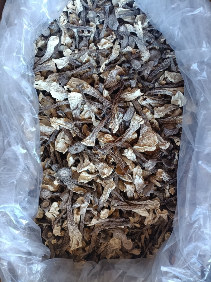 鹿茸菇/精选好货/批发兼零售，量大可商议，全国包邮