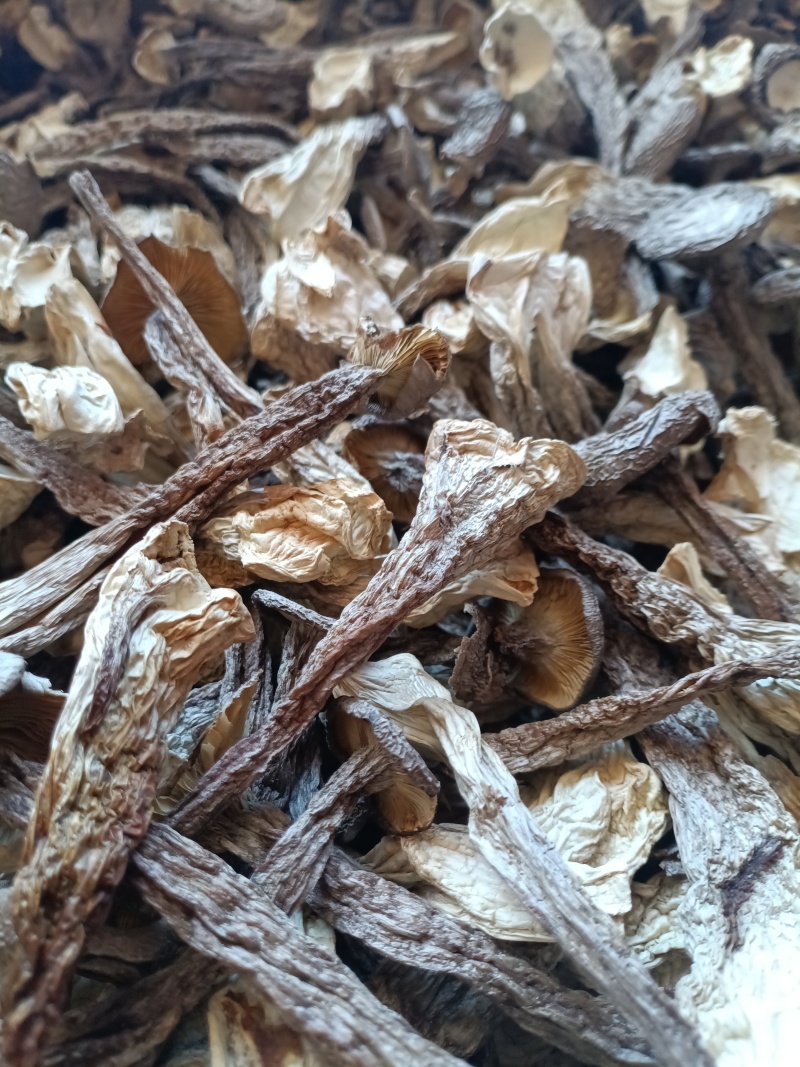 鹿茸菇/精选好货/批发兼零售，量大可商议，全国包邮