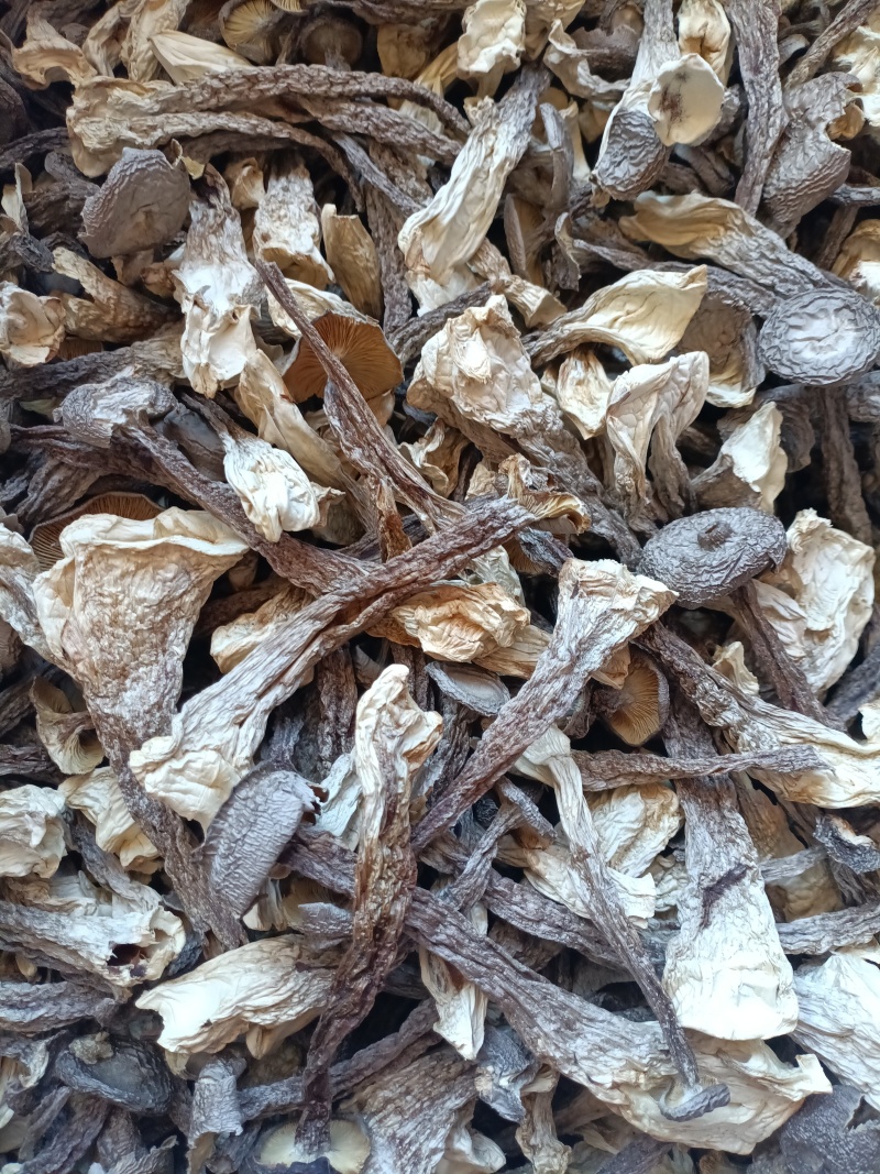 鹿茸菇/精选好货/批发兼零售，量大可商议，全国包邮