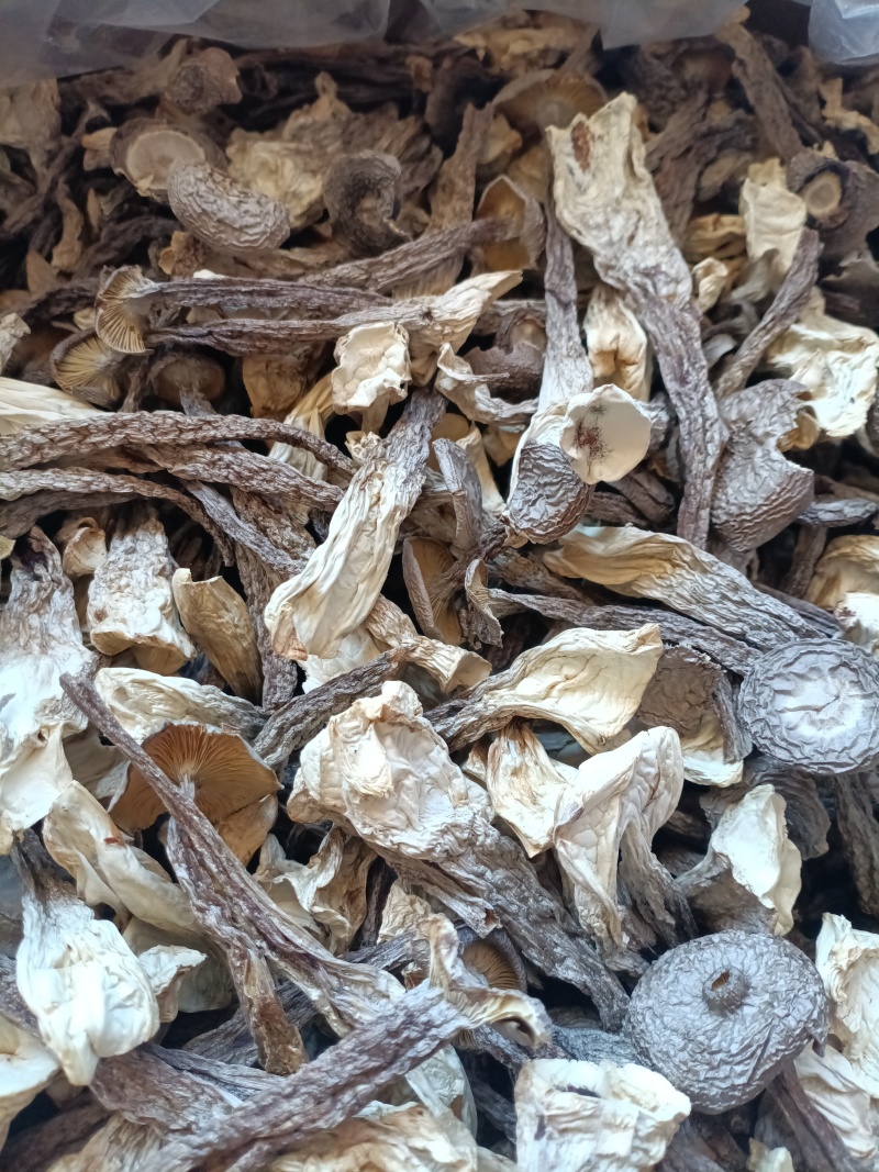 鹿茸菇/精选好货/批发兼零售，量大可商议，全国包邮