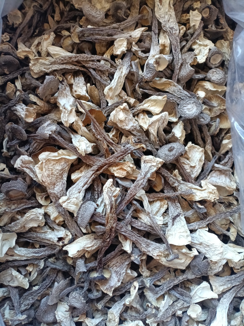 鹿茸菇/精选好货/批发兼零售，量大可商议，全国包邮