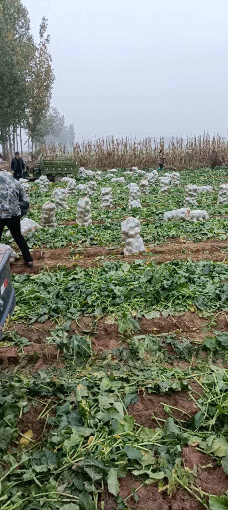 青萝卜宝玉，泥萝卜库存电商大量有货产地直发