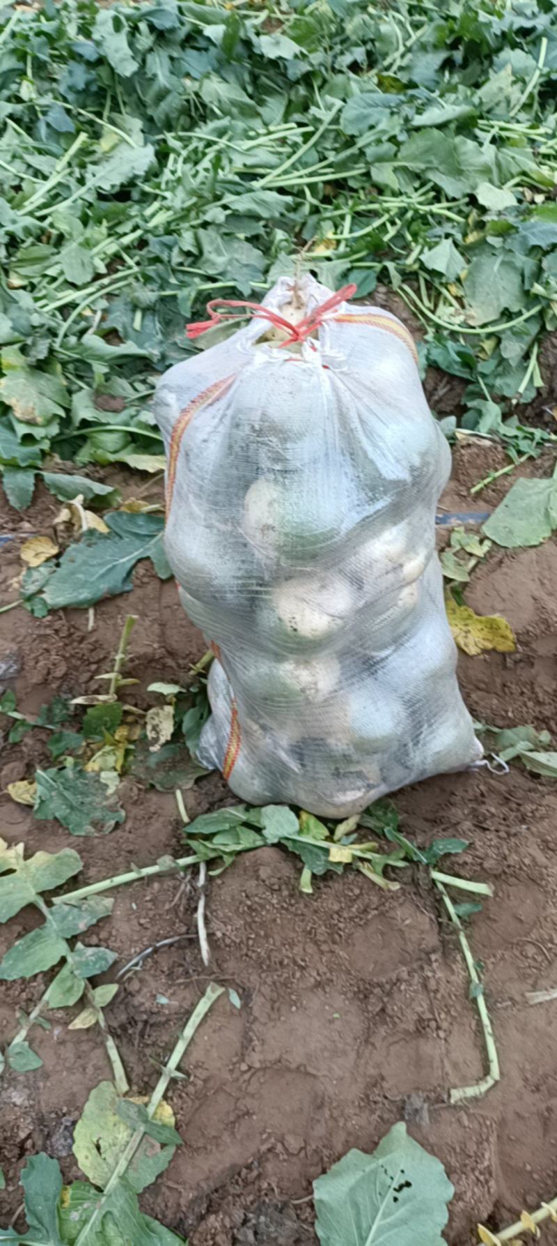 青萝卜宝玉，泥萝卜库存电商大量有货产地直发