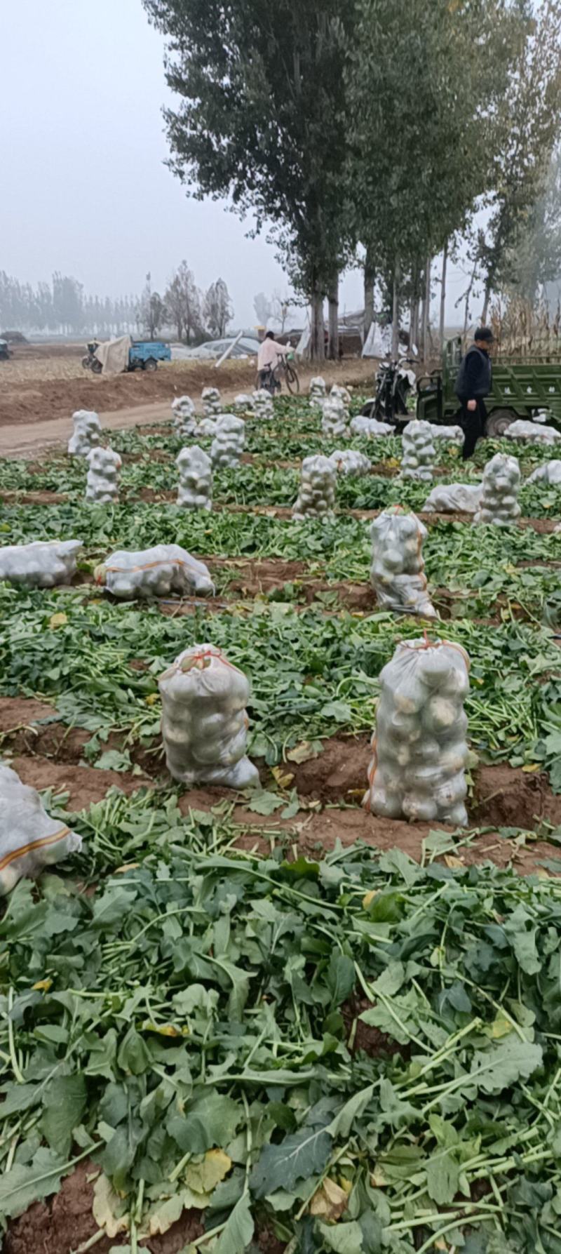 青萝卜宝玉，泥萝卜库存电商大量有货产地直发