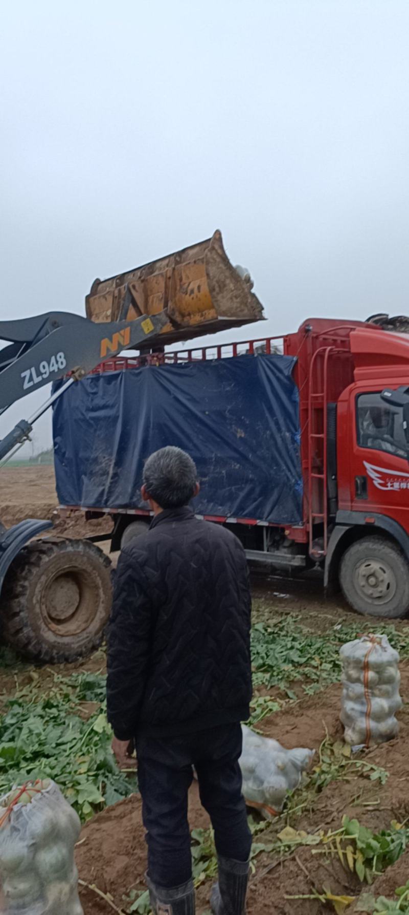 青萝卜宝玉，泥萝卜库存电商大量有货产地直发