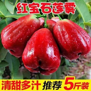红宝石莲雾果现摘新鲜黑珍珠应季热带水果莲雾海南特产整箱包