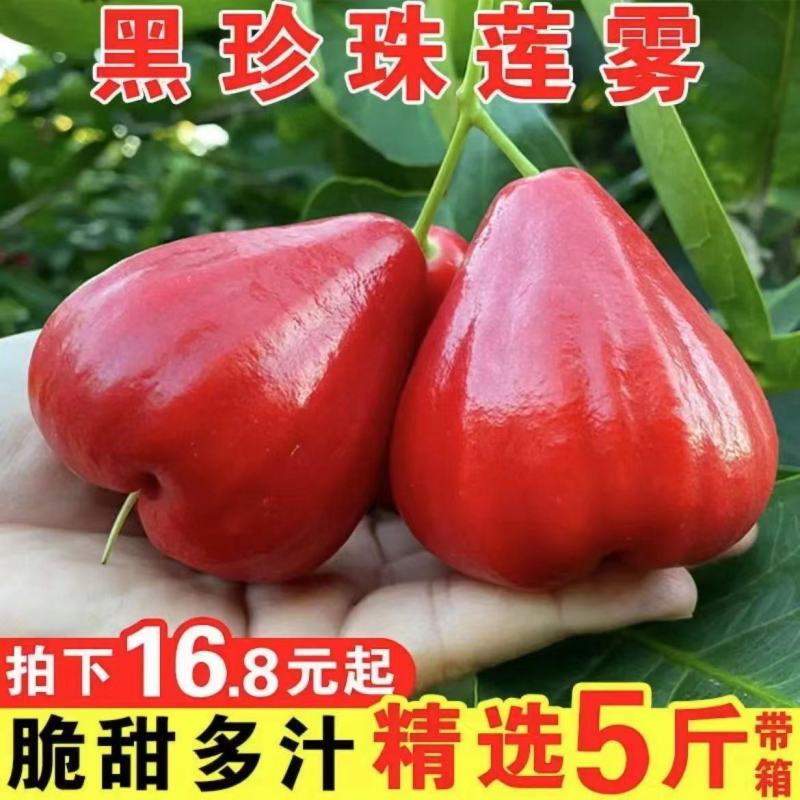 红宝石莲雾果现摘新鲜黑珍珠应季热带水果莲雾海南特产整箱包