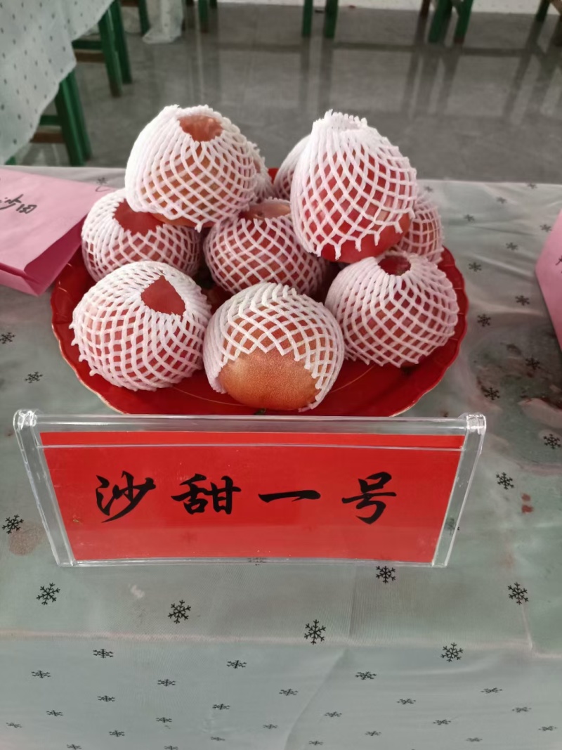 普罗旺斯水果西红柿河北暖棚西红柿沙田西红柿基地直发量大