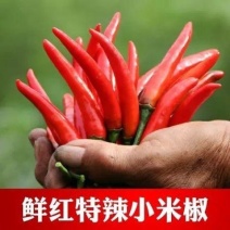 小米辣椒新鲜泡椒农家小米椒辣椒指天椒鲜红辣椒小米椒