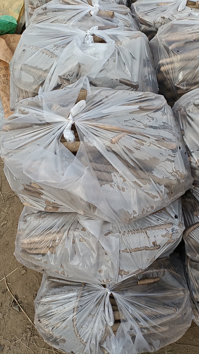 新鲜铁棍山药，挑战全网**蠡县产地直供，常年供应大量有货
