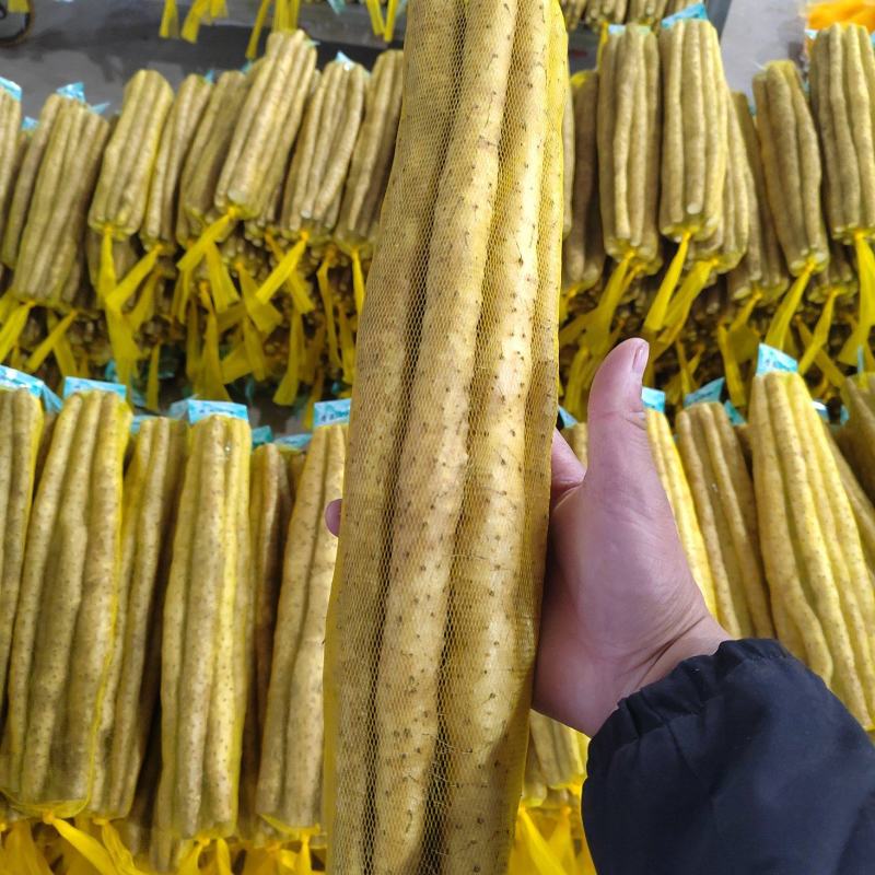 麻山药