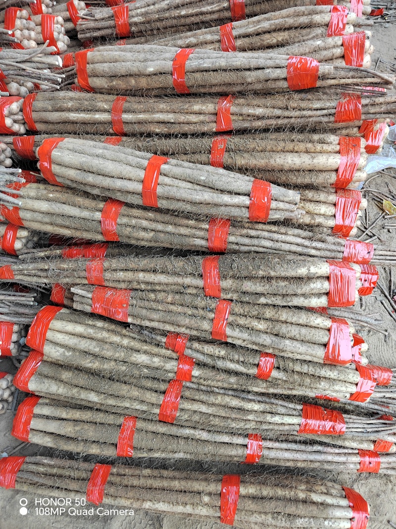 麻山药