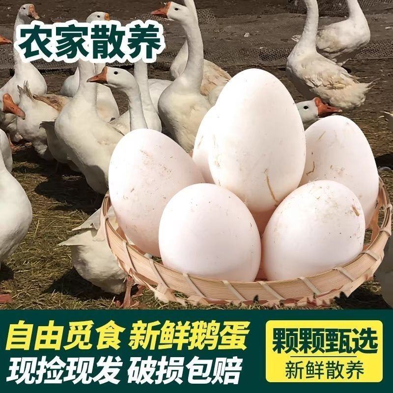 新鲜土鹅蛋现拾现发农家土鹅蛋批发整箱鹅蛋土鹅蛋包邮