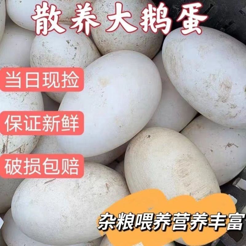 新鲜土鹅蛋现拾现发农家土鹅蛋批发整箱鹅蛋土鹅蛋包邮