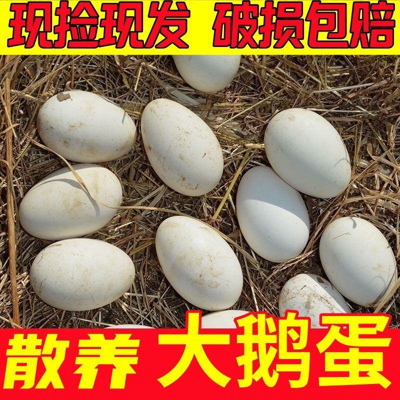 新鲜土鹅蛋现拾现发农家土鹅蛋批发整箱鹅蛋土鹅蛋包邮