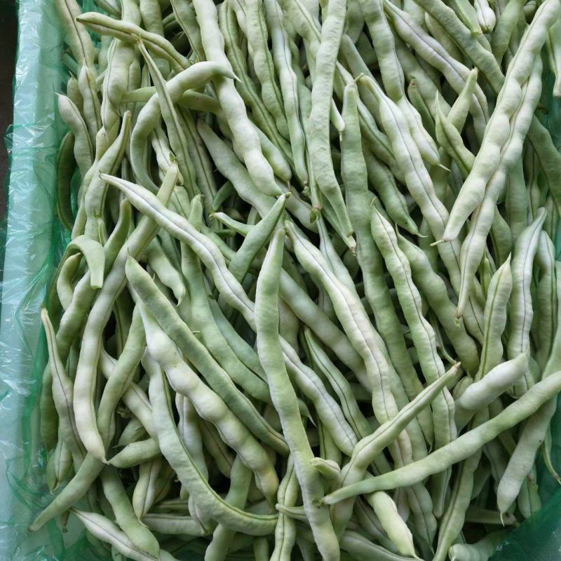 精品芸豆