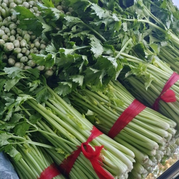 【推荐】精品西芹芹菜产地直发量大价优可视频看货欢迎