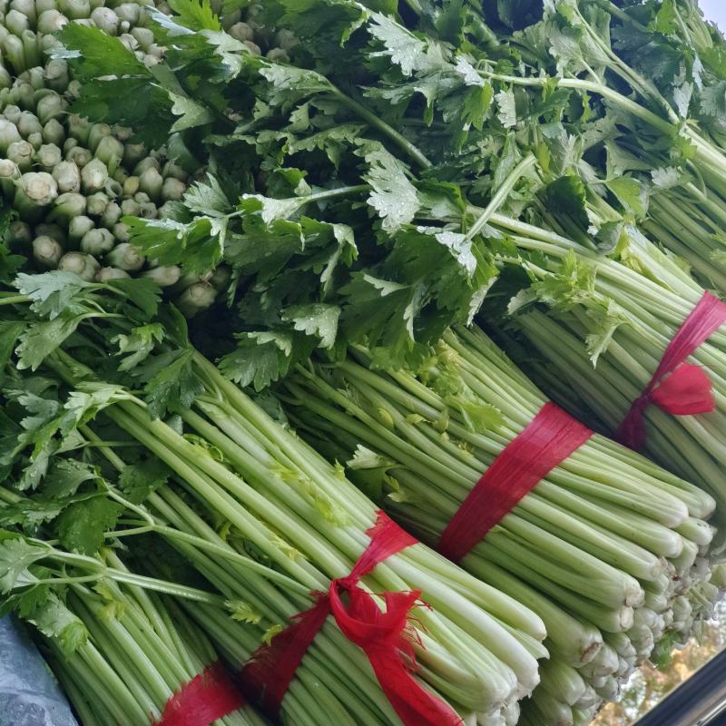 【推荐】精品西芹芹菜产地直发量大价优可视频看货欢迎