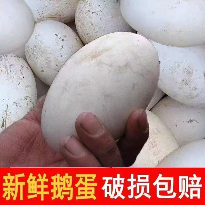 【破损包赔】农家散养土鹅蛋新鲜现捡土鹅蛋批发整箱土鹅蛋