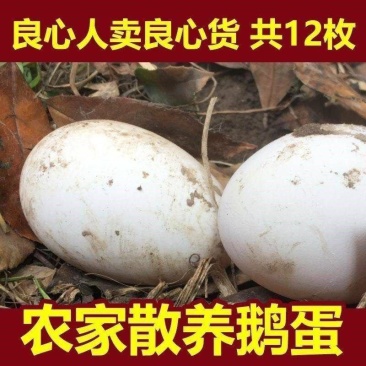 【坏蛋包赔】散养农家土鹅蛋自养土鹅蛋批发一箱孕妇宝宝吃
