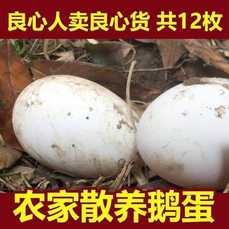 【坏蛋包赔】散养农家土鹅蛋自养土鹅蛋批发一箱孕妇宝宝吃