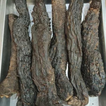 新疆肉苁蓉