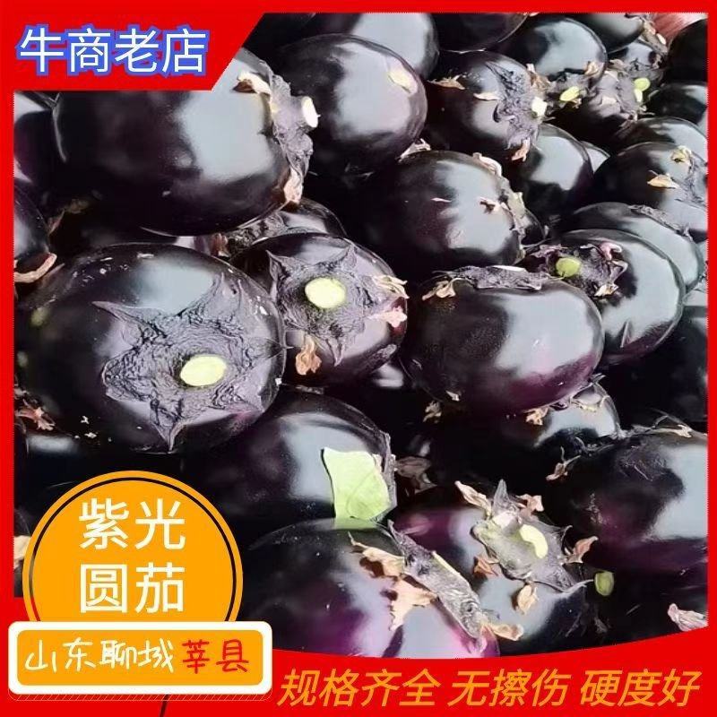 【紫光圆茄】山东莘县茄子无擦伤机械伤卖相好大小都有全国接单