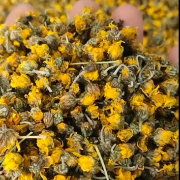 贵州高山野生无硫无添加干菊花