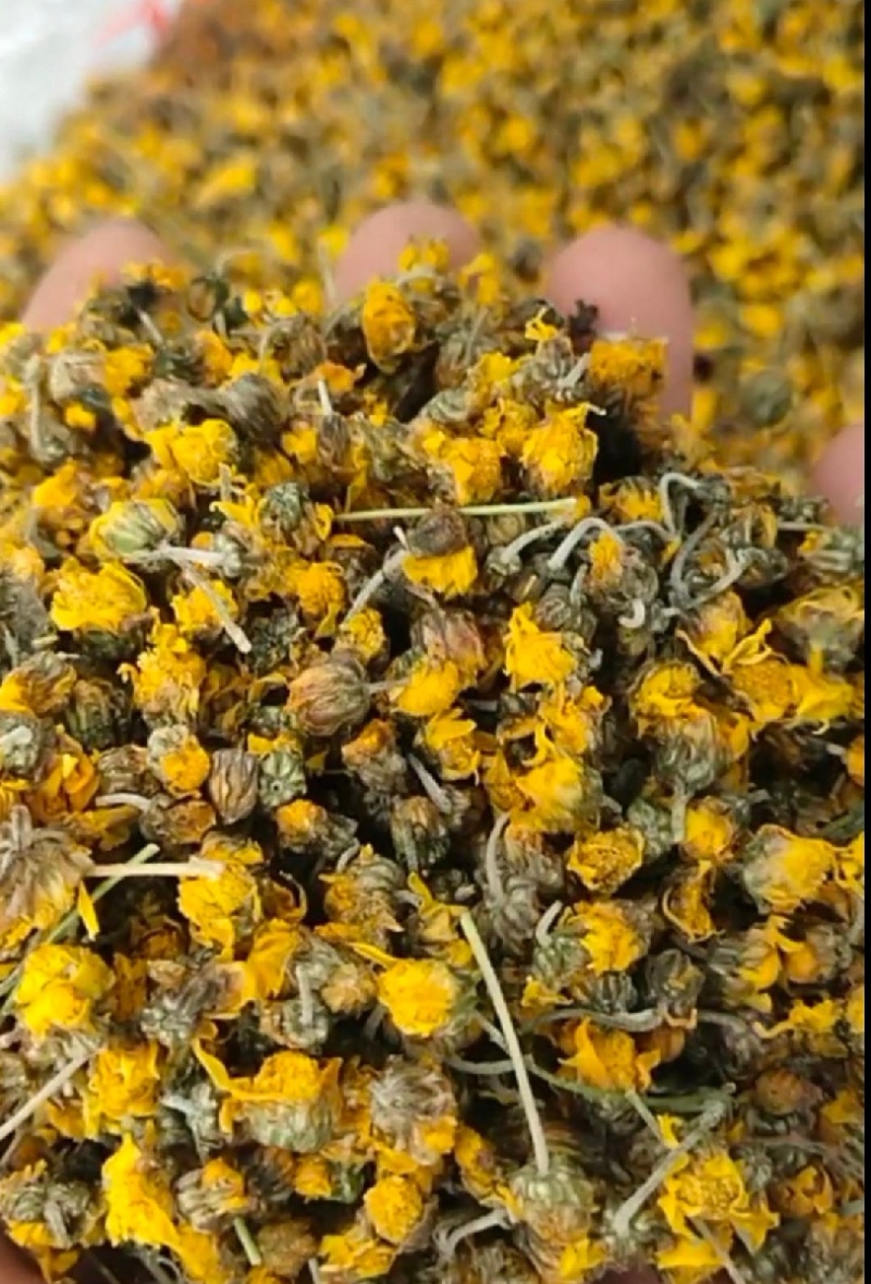 贵州高山野生无硫无添加干菊花