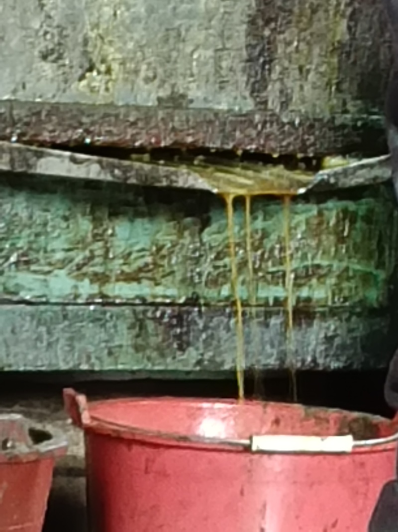 油菜籽