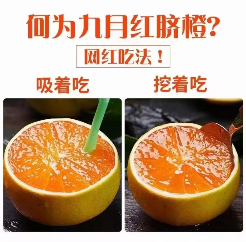 【九月红脐橙】湖北产地直发货源充足全国发货品质保障