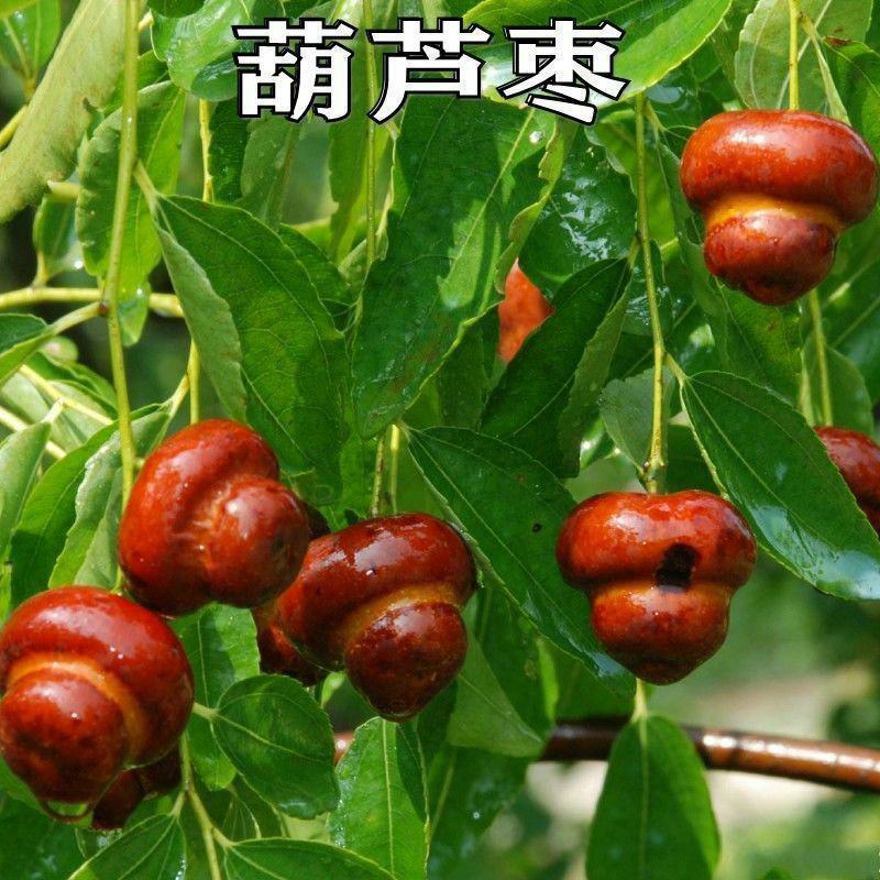 新品种特大果磨盘枣子树苗猴头枣葫芦枣树苗嫁接苗盆地栽当年