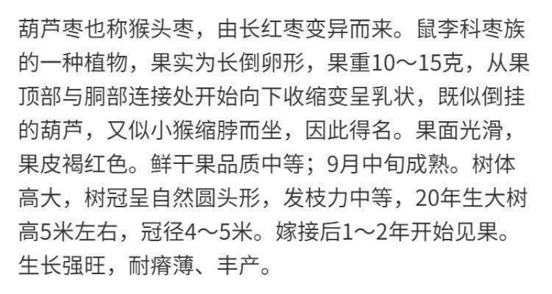 新品种特大果磨盘枣子树苗猴头枣葫芦枣树苗嫁接苗盆地栽当年