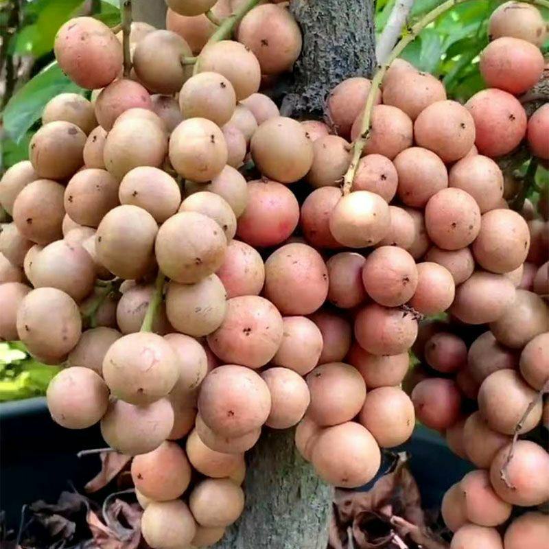 木奶果苗泰国木奶果阳台庭院盆栽绿植带土带叶发货当年结果