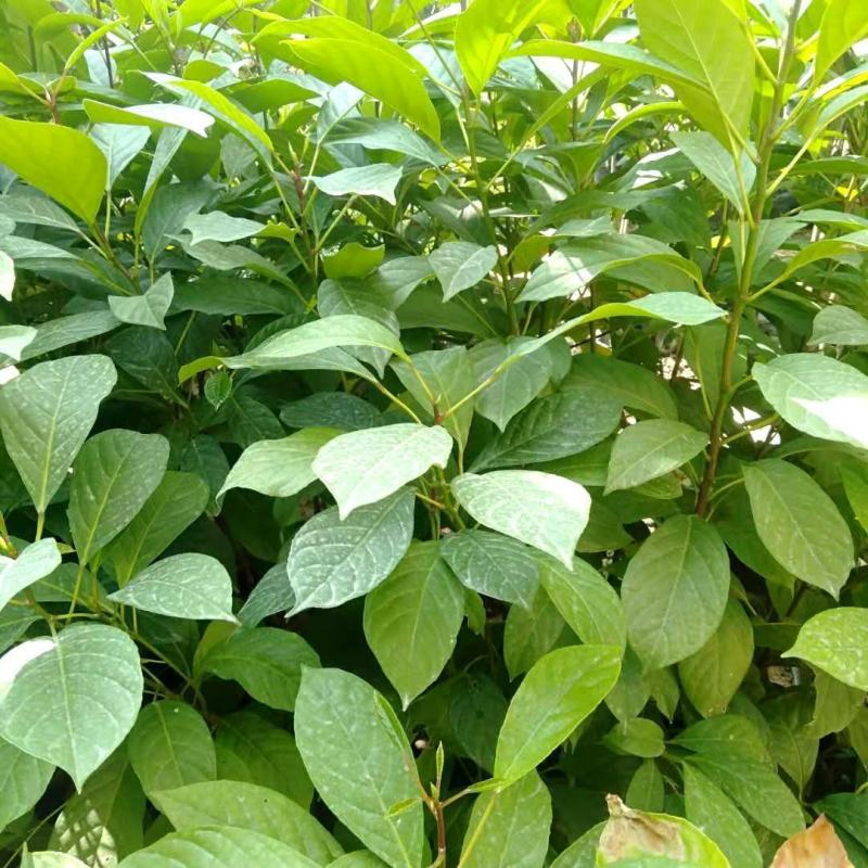 木奶果苗泰国木奶果阳台庭院盆栽绿植带土带叶发货当年结果