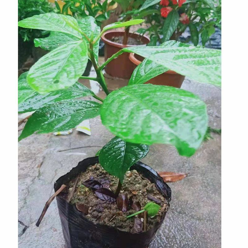木奶果苗泰国木奶果阳台庭院盆栽绿植带土带叶发货当年结果