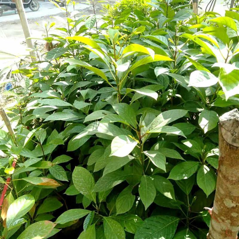 木奶果苗泰国木奶果阳台庭院盆栽绿植带土带叶发货当年结果