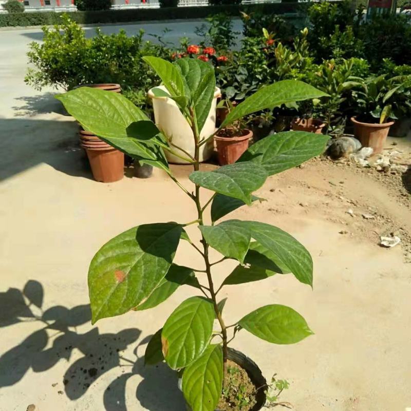 木奶果苗泰国木奶果阳台庭院盆栽绿植带土带叶发货当年结果