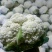 精品散花