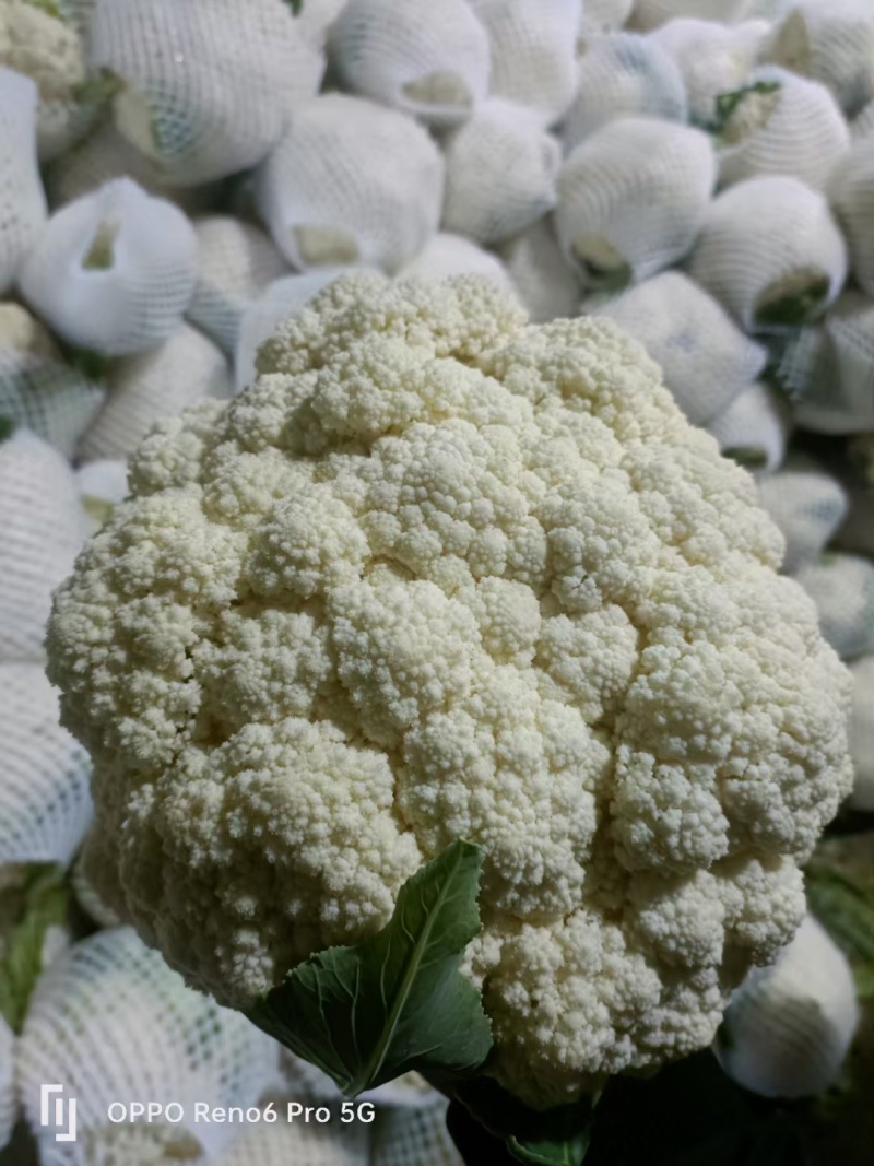 精品散花
