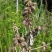 野生苍耳子新鲜采摘新货现发量大从优无污染无添加