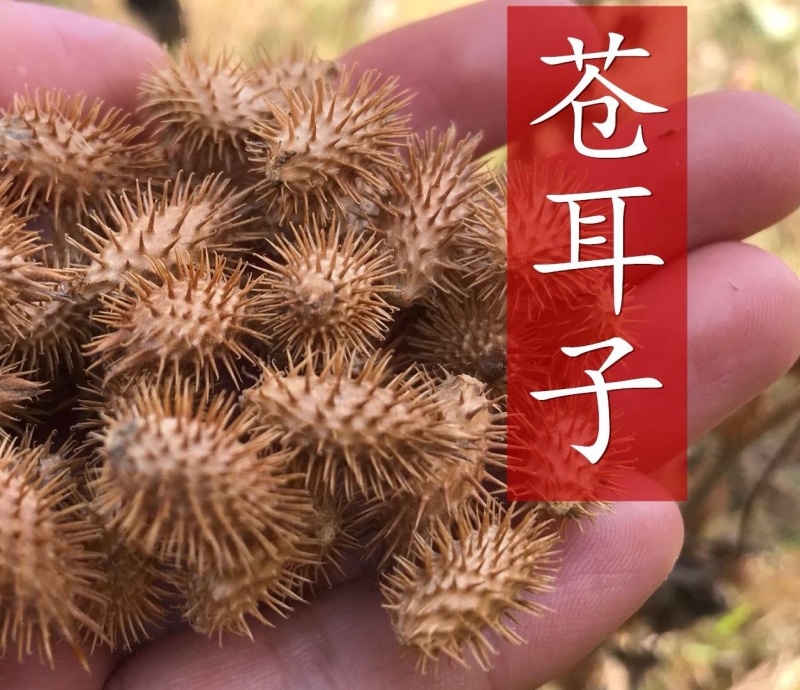 野生苍耳子新鲜采摘新货现发量大从优无污染无添加