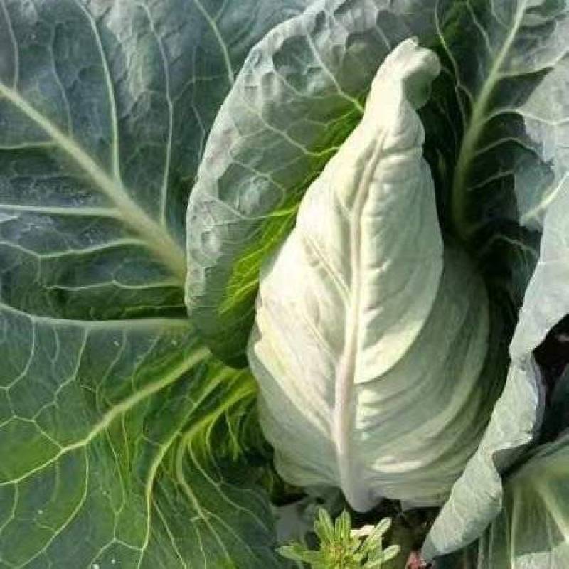 牛心菜牛心甘蓝菜基地直发价格美丽运输便利诚信为本欢迎选购