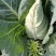 牛心菜牛心甘蓝菜基地直发价格美丽运输便利诚信为本欢迎选购