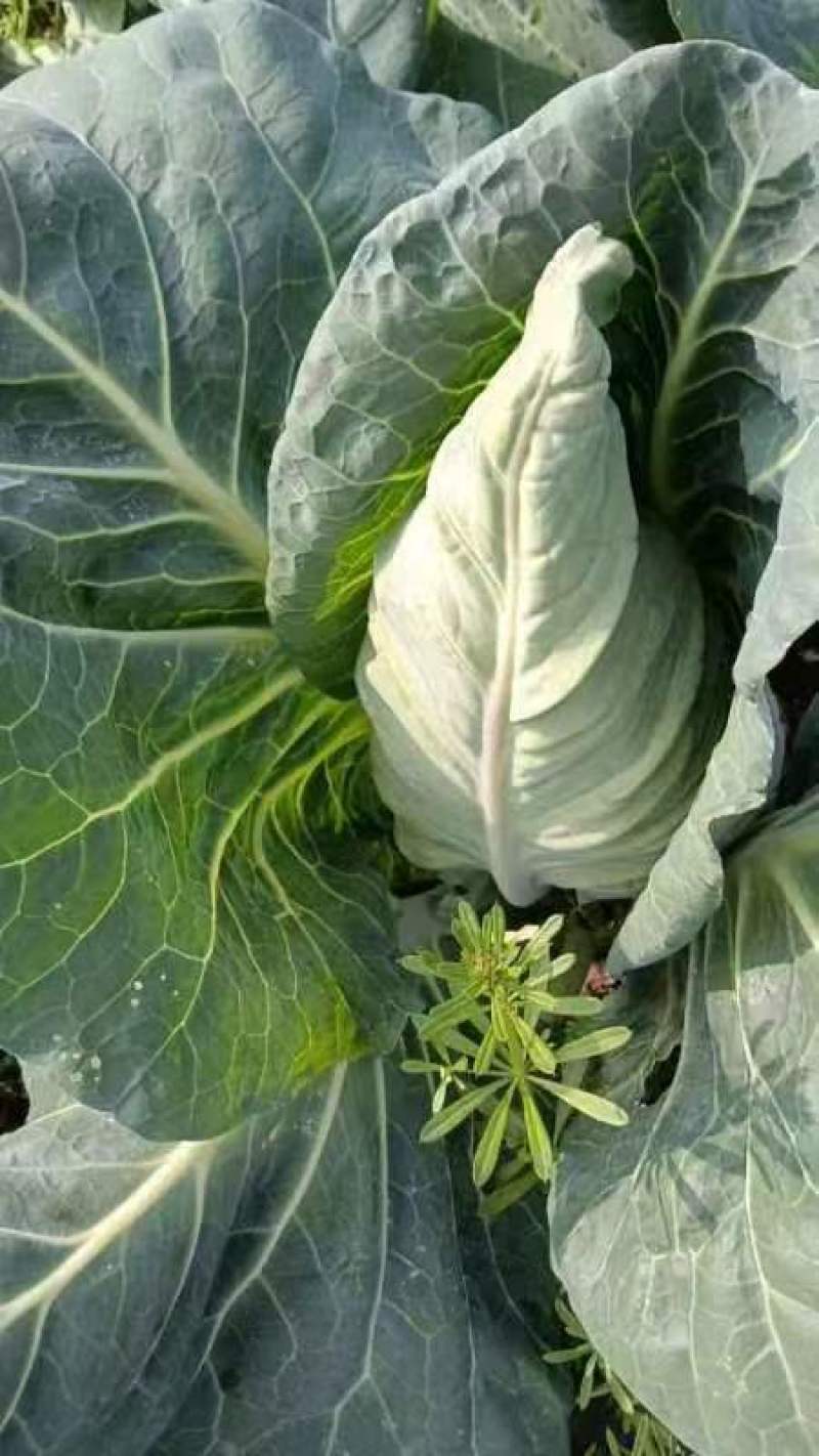 牛心菜牛心甘蓝菜基地直发价格美丽运输便利诚信为本欢迎选购