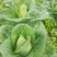 牛心菜牛心甘蓝菜基地直发价格美丽运输便利诚信为本欢迎选购