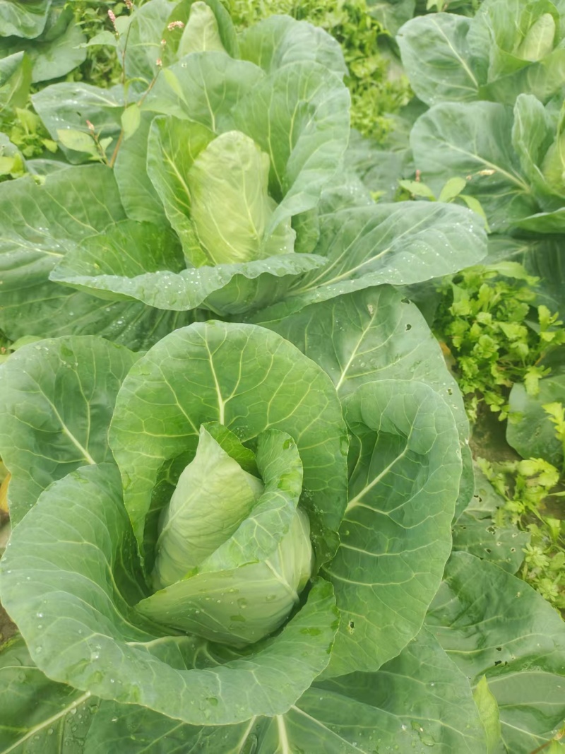 牛心菜牛心甘蓝菜基地直发价格美丽运输便利诚信为本欢迎选购