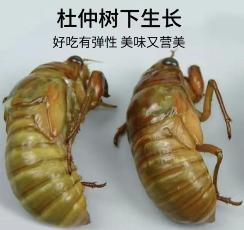 包邮杜仲金蝉大量供应，货源充足，量大从优支持零售批发。